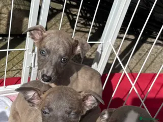 Whippet dogs Whippet pups for loving homes - Advert 13