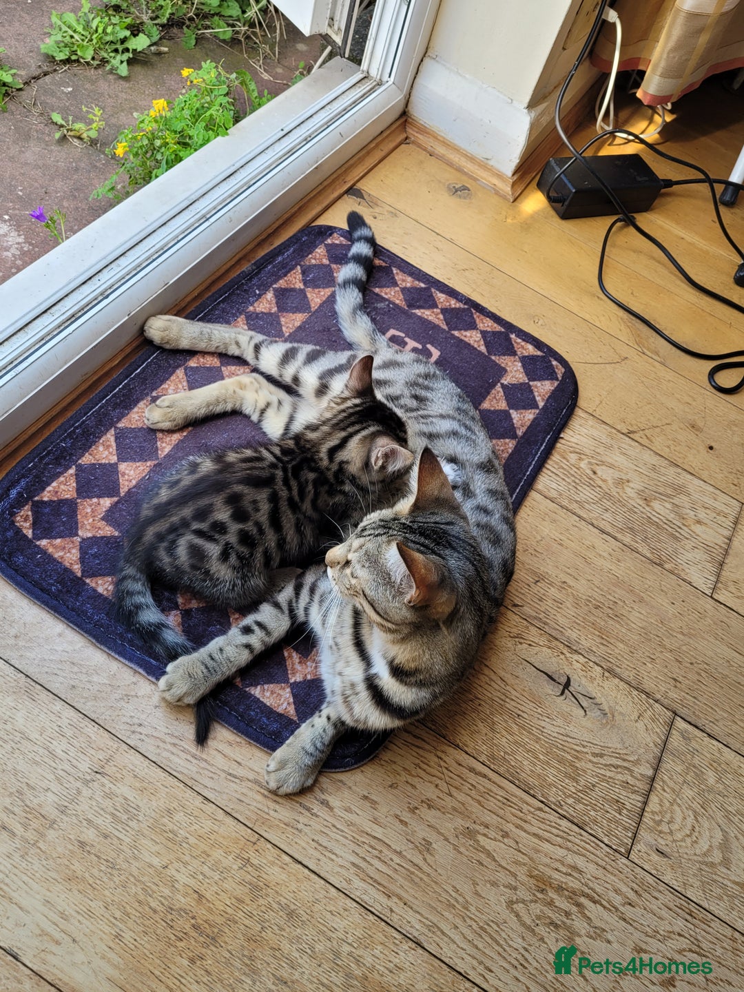 Domestic Shorthair cats for sale: Lovely tabby boy  - Image 9