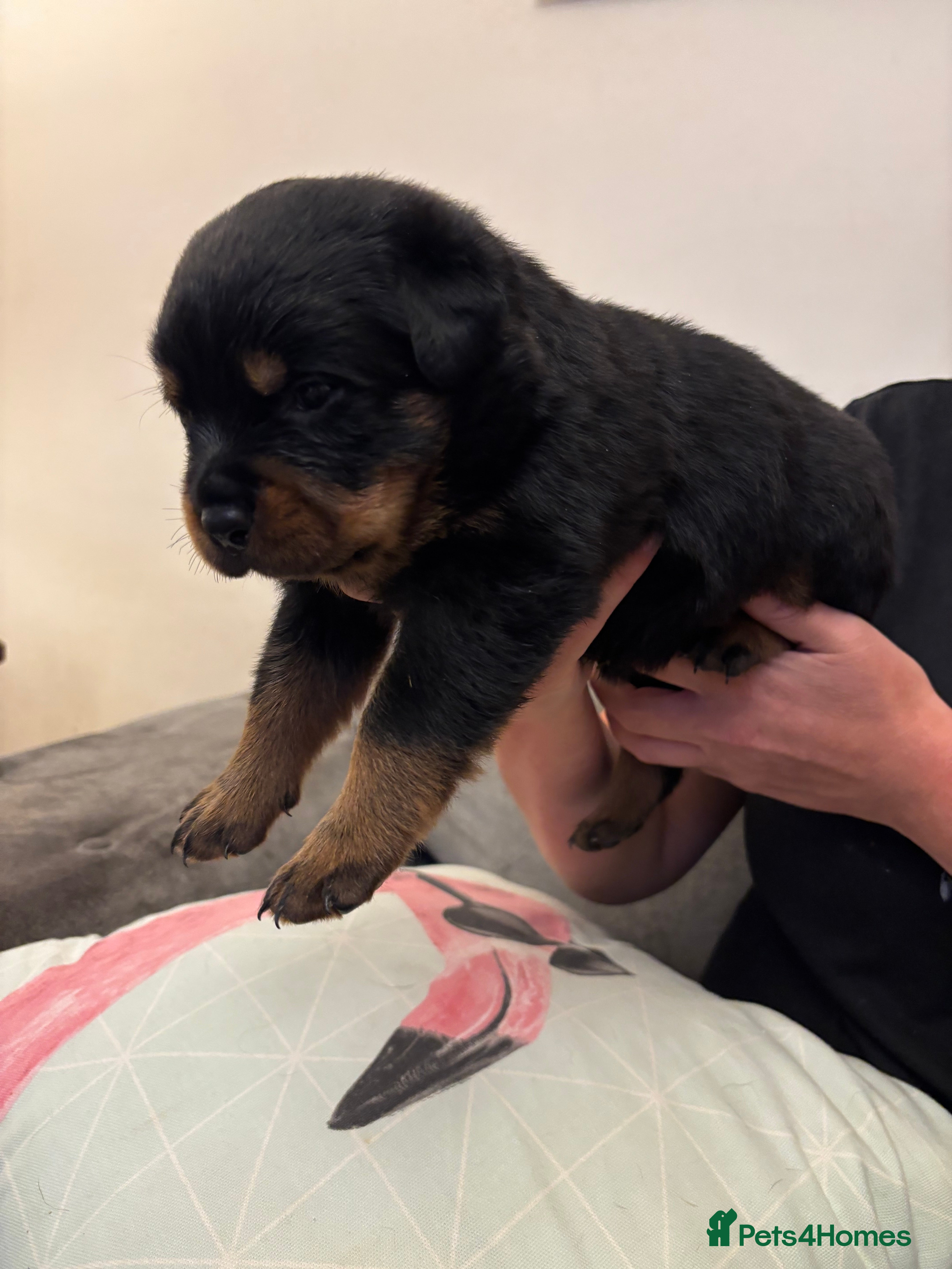 Rottweiler dogs Champion Rottweiler KC Registered Puppies - Advert 2