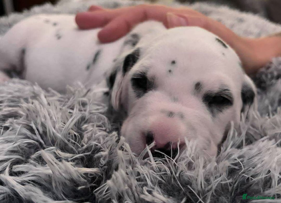 Dalmatian dogs for sale: Beautiful Dalmatian Puppies - Image 4