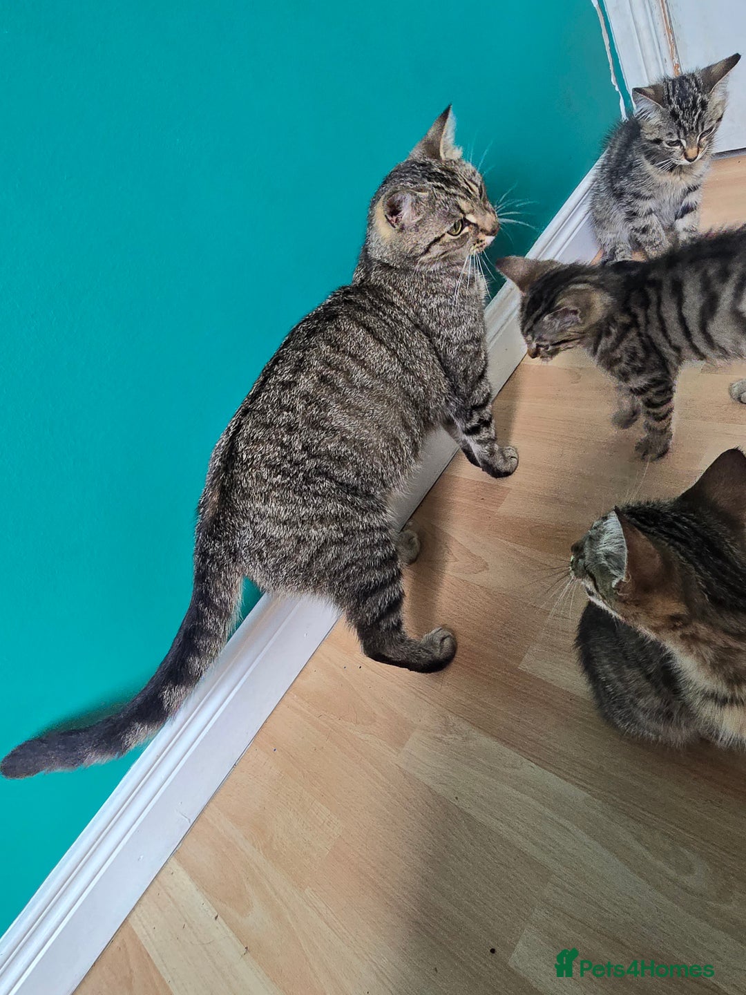 Mixed Breed cats for sale: 3 Beautiful Male Tabbies for Sale - Image 2