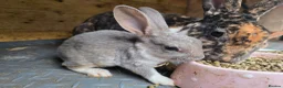 Rex rabbits for sale: Mini Rex and DwarfxRex - Advert 4