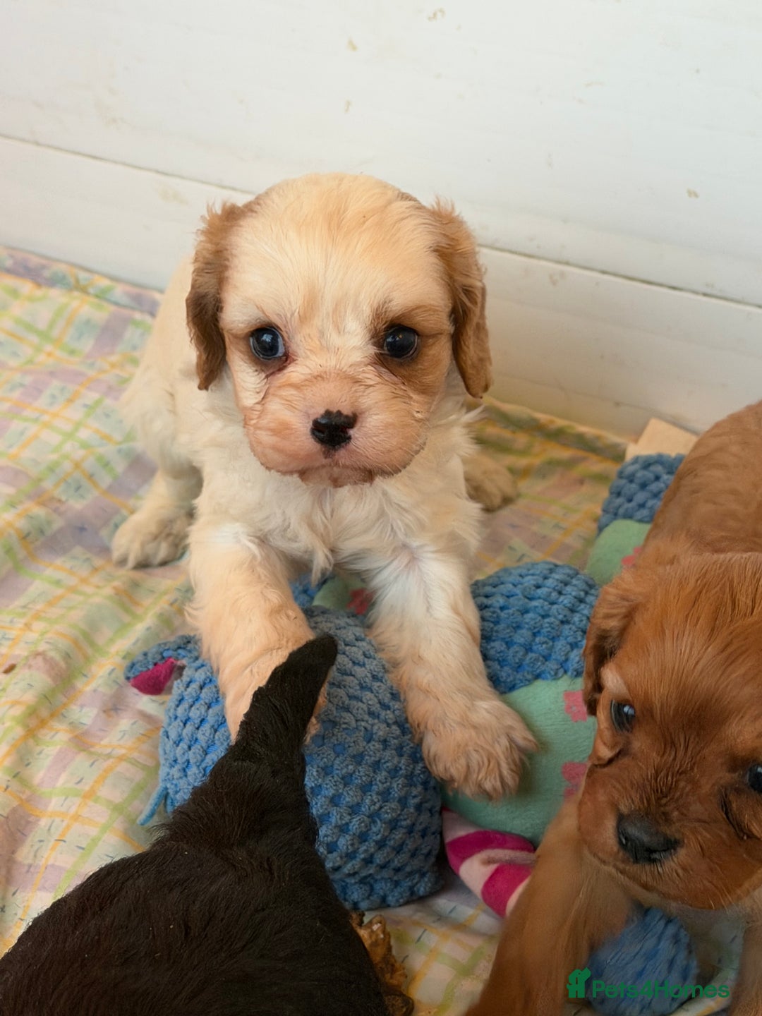 Cavapoo dogs for sale: Stunning cavapoo puppies ready 9th January  - Advert 9