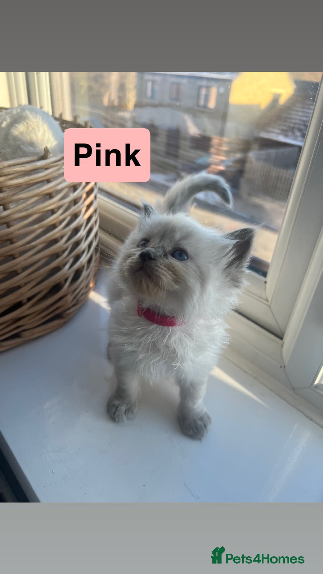 Ragdoll cats for sale: 🤍5 gorgeous female ragdoll kittens for sale🤍 - Advert 8