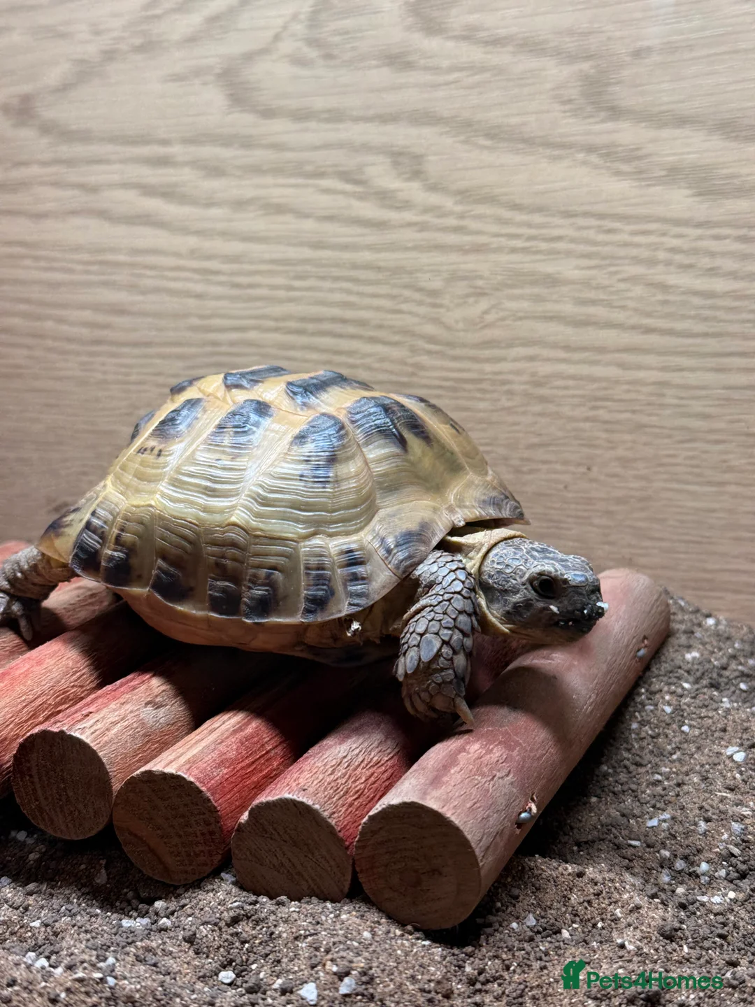 Tortoise reptiles for sale: Henry the Horsefield - Advert 2