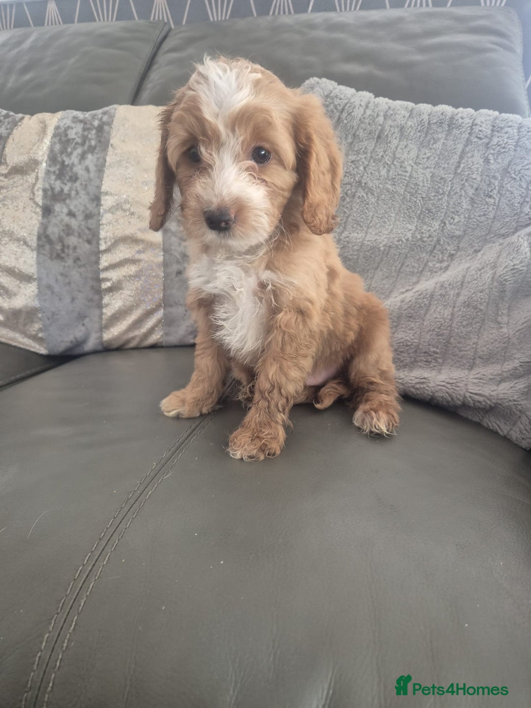 Cockapoo dogs for sale: F1 cockapoo - Ready Now - Image 11