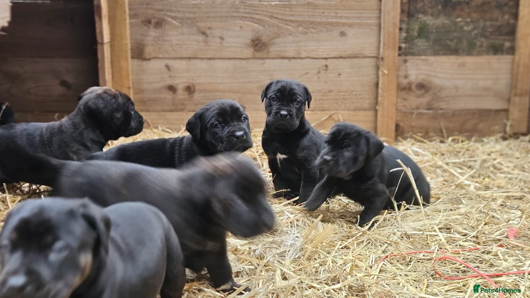 Mixed Breed dogs for sale: CaneWeiler Pupps - Advert 22