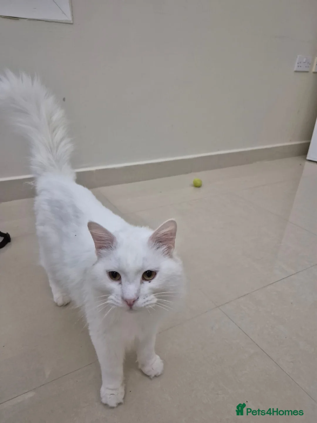 Mixed Breed cats for adoption: Comet  - Advert 1