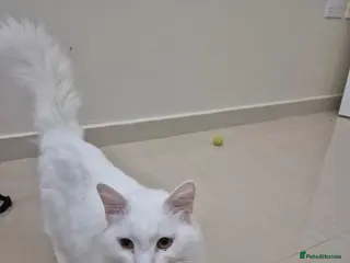 Mixed Breed cats Comet - Advert 2