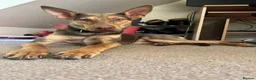 Mixed Breed dogs for adoption: Could You Be the One Valentina Needs? in Ipswich - Advert 11