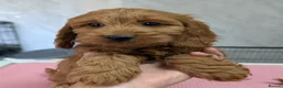 Cockapoo dogs for sale: Beautiful red pups from health tested parents - Advert 15