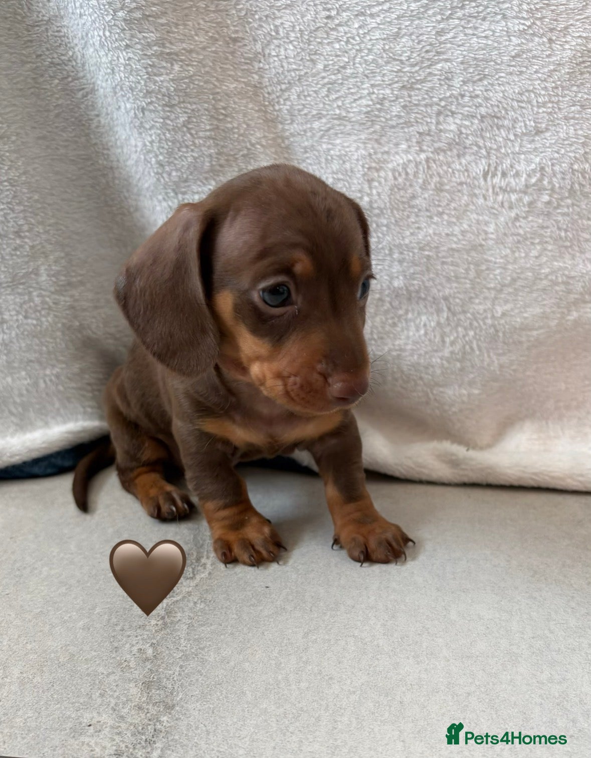 Miniature Dachshund dogs 1 Miniature Dachshund Puppy Left *Ready Now!* - Advert 1