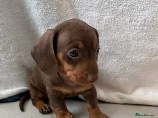 Miniature Dachshund dogs 1 Miniature Dachshund Puppy Left *Ready Now!* - Advert 1