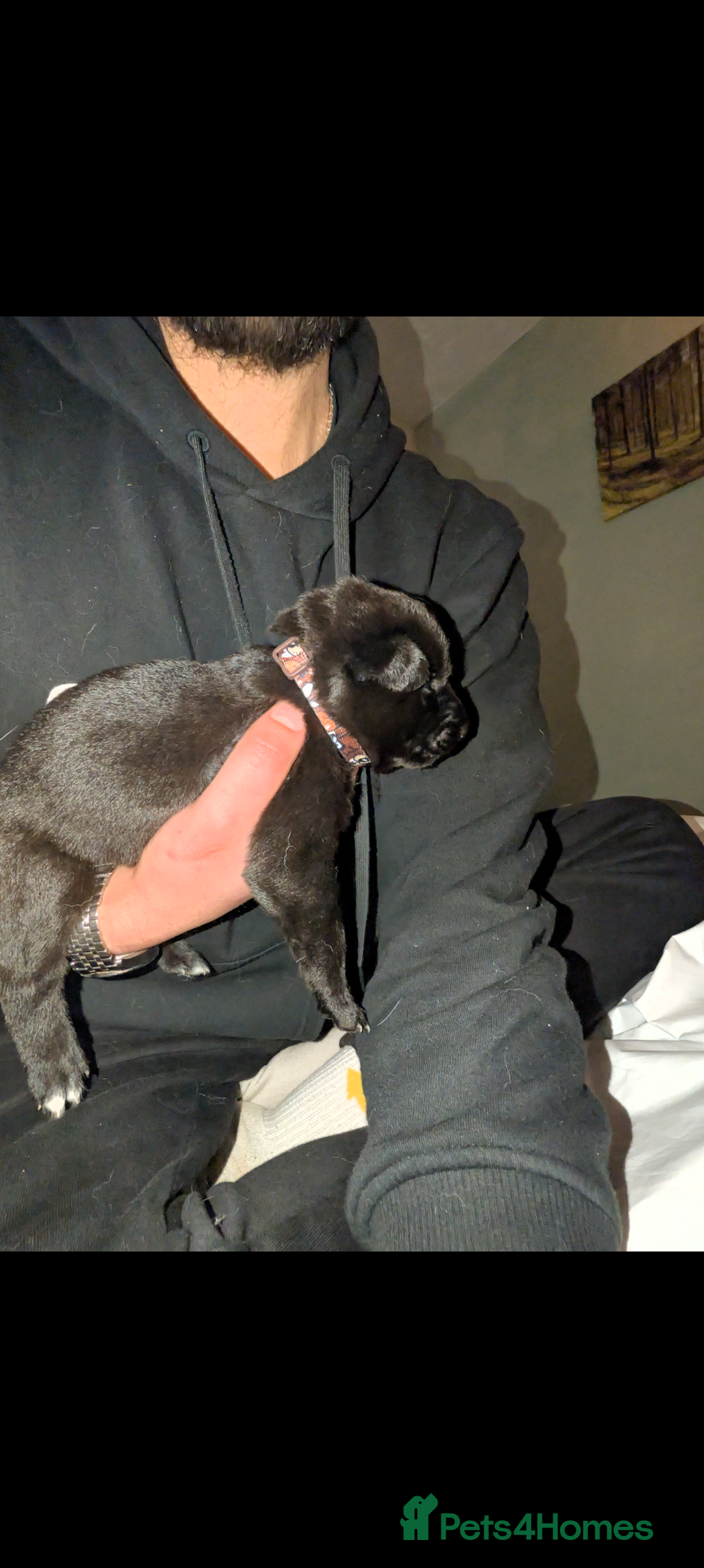 Mixed Breed dogs for sale: Gerhusky kelpie Labrador mix - Advert 19