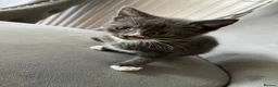Mixed Breed cats for sale: Kittens  - Advert 6