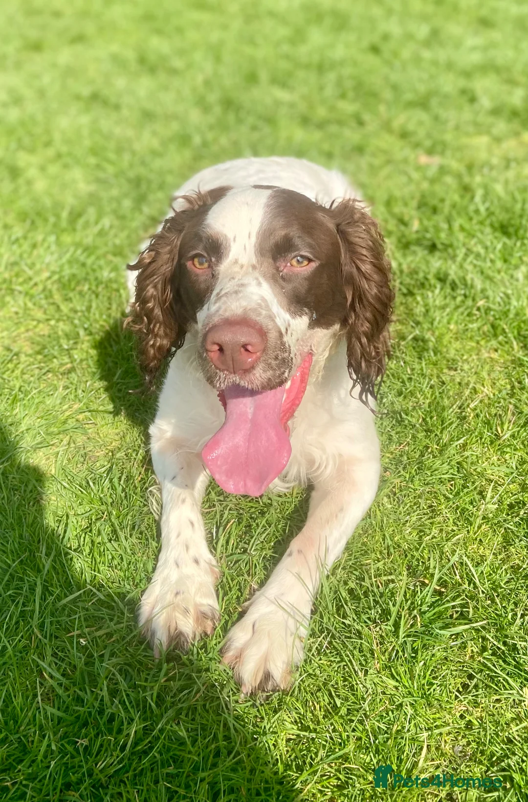 English Springer Spaniel dogs for sale: English springer spaniel pups for sale  in Nottingham - Advert 1