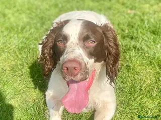 English Springer Spaniel dogs English springer spaniel pups for sale - Advert 5