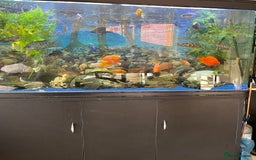 Cichlids fish for sale: Complete fish tank set up - Image 1