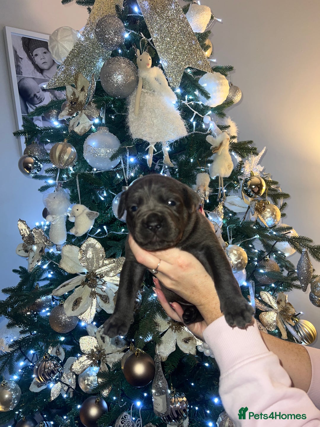 Cane Corso dogs for sale: Chunky cane corso boy pups - Advert 7