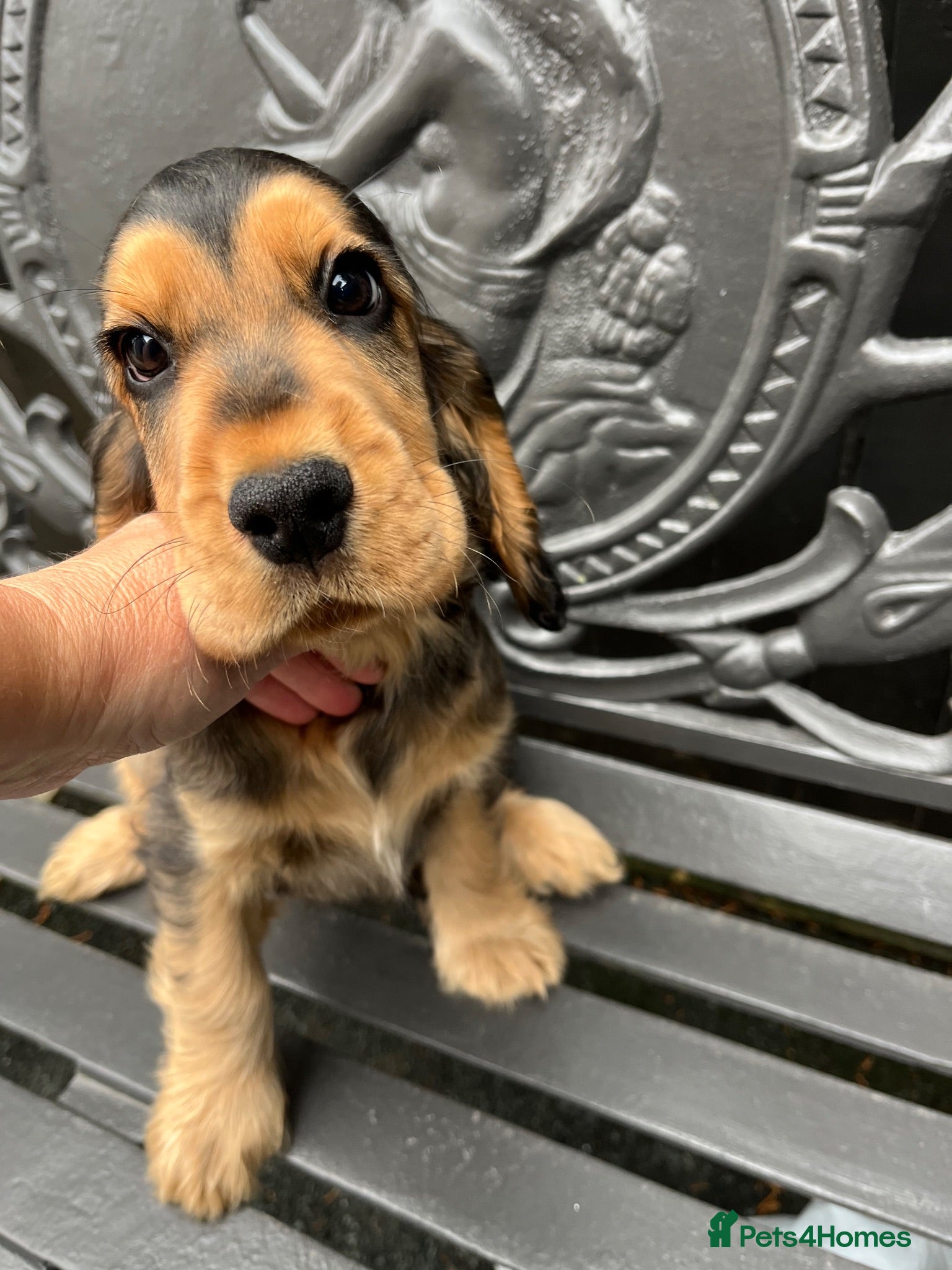 Cocker Spaniel dogs  Kc reg show cockers last 3 remaining - Advert 1