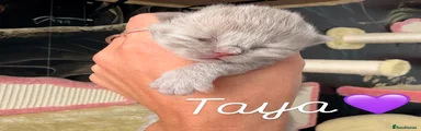Taya – Longhair girl