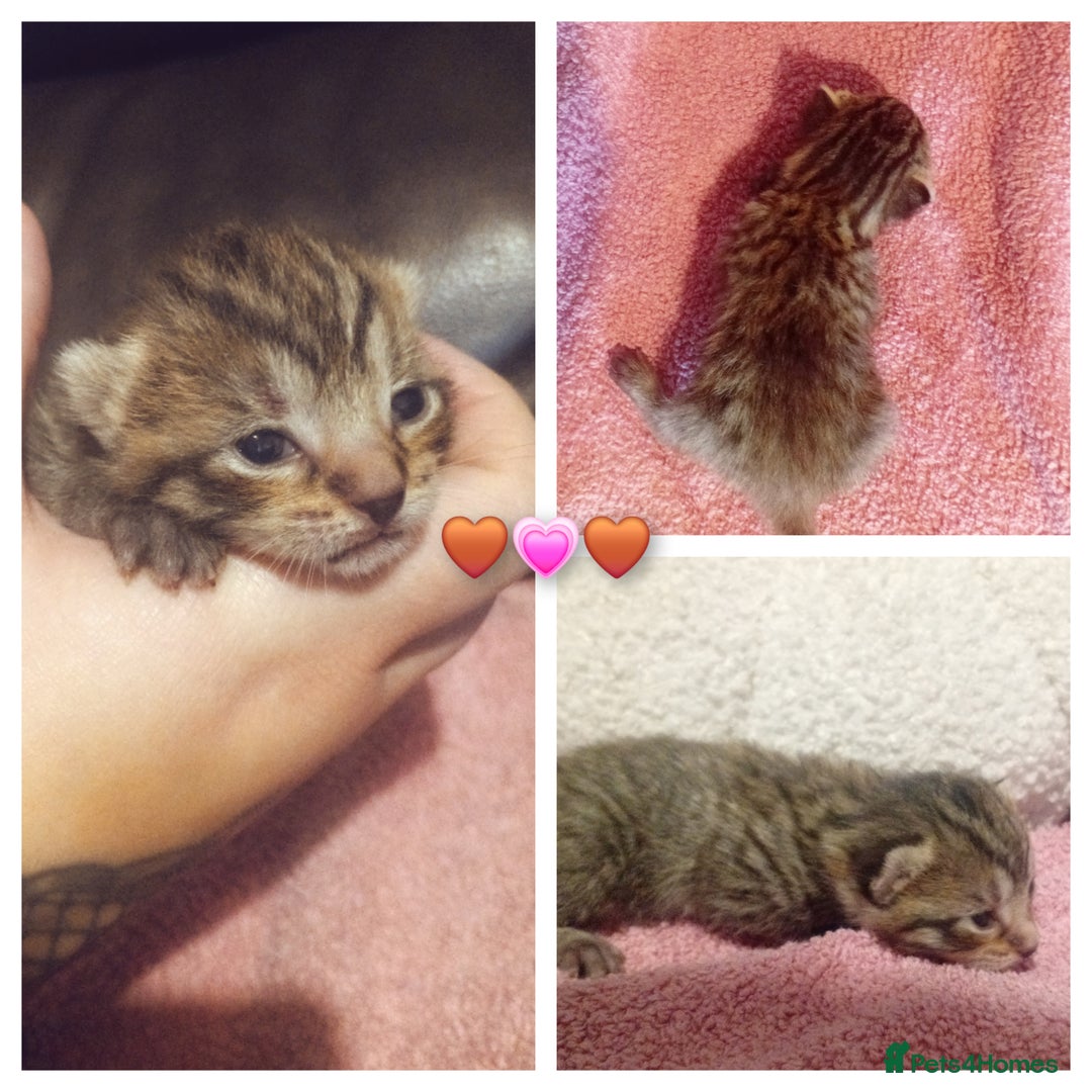 Mixed Breed cats for sale: 4 beautiful kittens - Advert 5