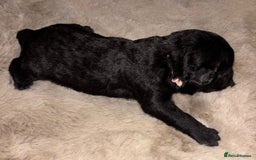 Mixed Breed dogs for sale: 3/4 bedlington  - Image 7