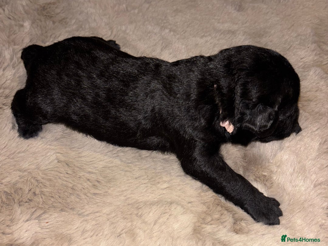 Mixed Breed dogs for sale: 3/4 bedlington  - Image 7