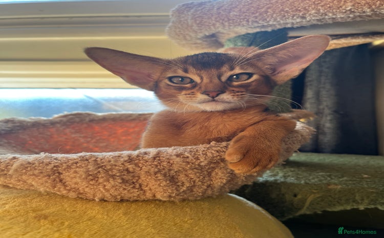 Abyssinian cats - Advert 4