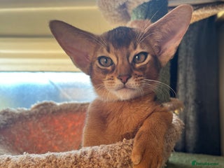 Abyssinian cats - Advert 4