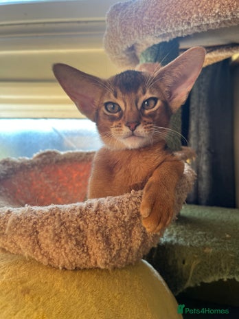 Abyssinian cats - Advert 4