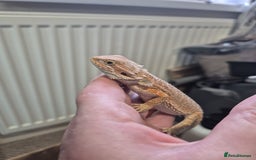 Bearded Dragon reptiles for sale: 🔥🔥🔥 BABY BEARDED DRAGONS 🔥🔥🔥 4 LEFT 🔥🔥 - Image 29