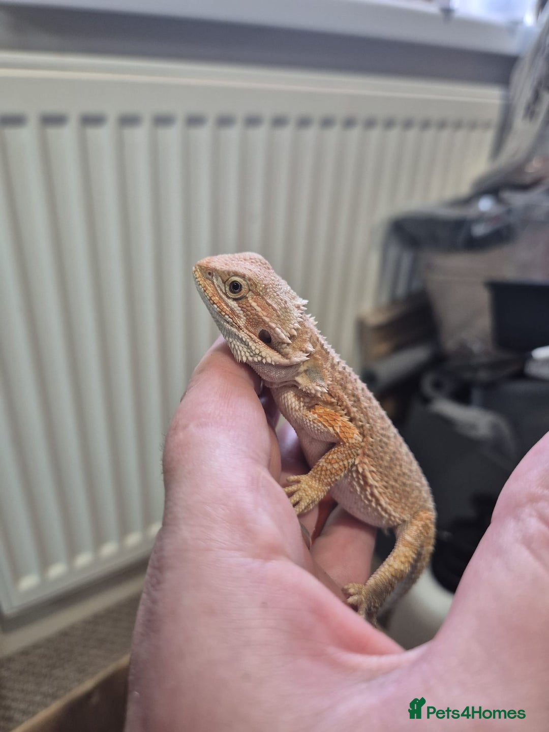 Bearded Dragon reptiles for sale: 🔥🔥🔥 BABY BEARDED DRAGONS 🔥🔥🔥 4 LEFT 🔥🔥 - Image 29