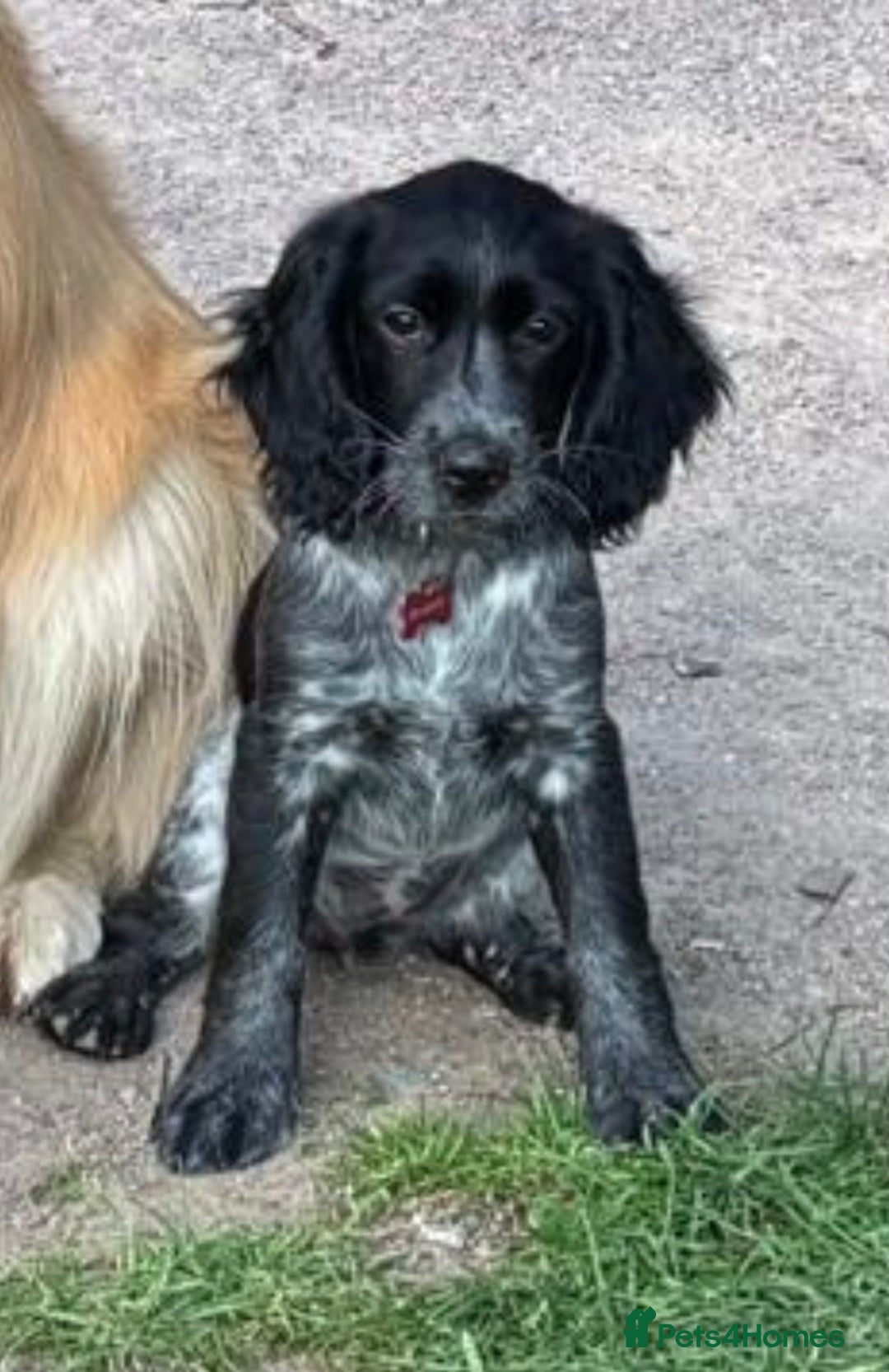Sprocker dogs for sale: Sprocker - Female - Advert 2