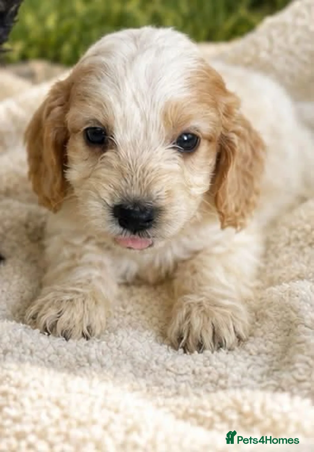 Cockapoo dogs for sale: Our beautiful cockapoo puppies - Advert 2