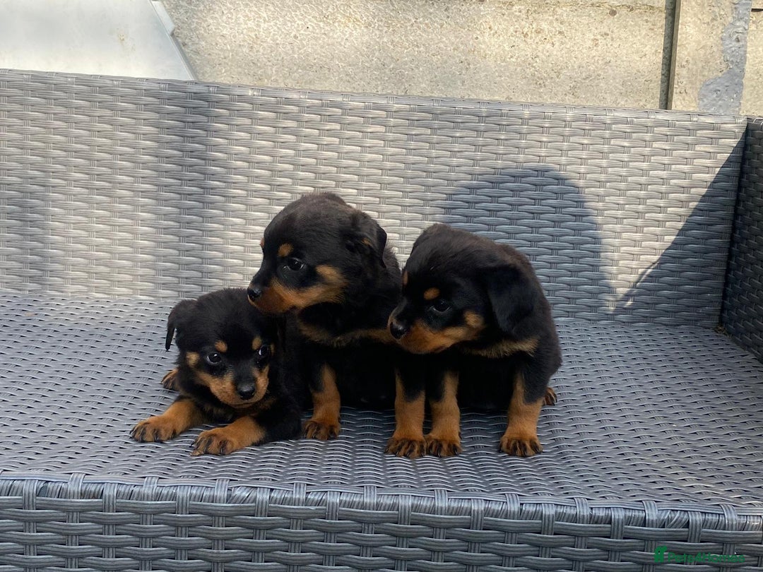 Rottweiler dogs for sale: Beautiful Rottweilers - Image 19