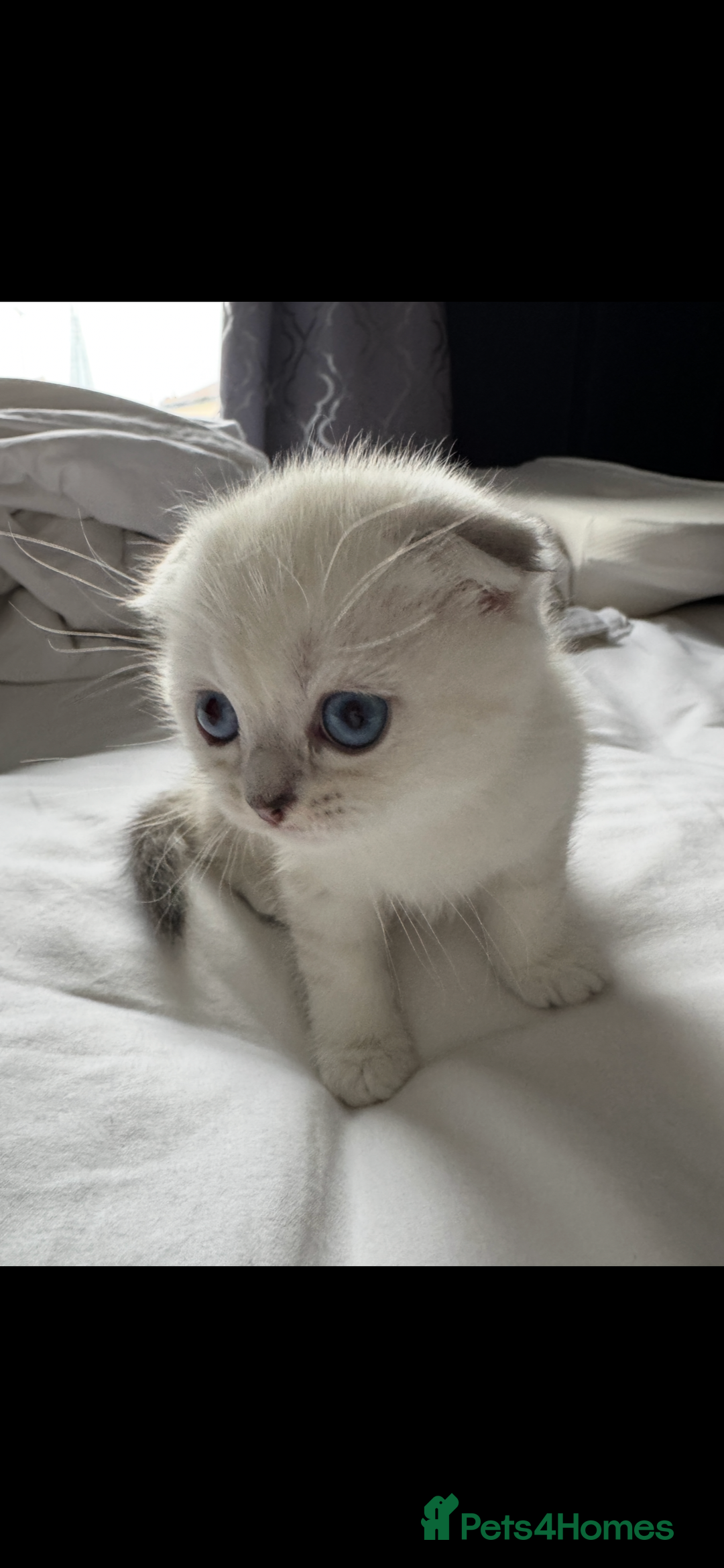 Scottish Fold cats for sale: 2 Stunning Scottish Fold Litters Available - Advert 7