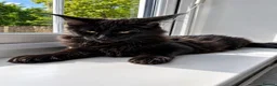 Maine Coon cats for sale: 2 girls remaining, stunning colours - Advert 1
