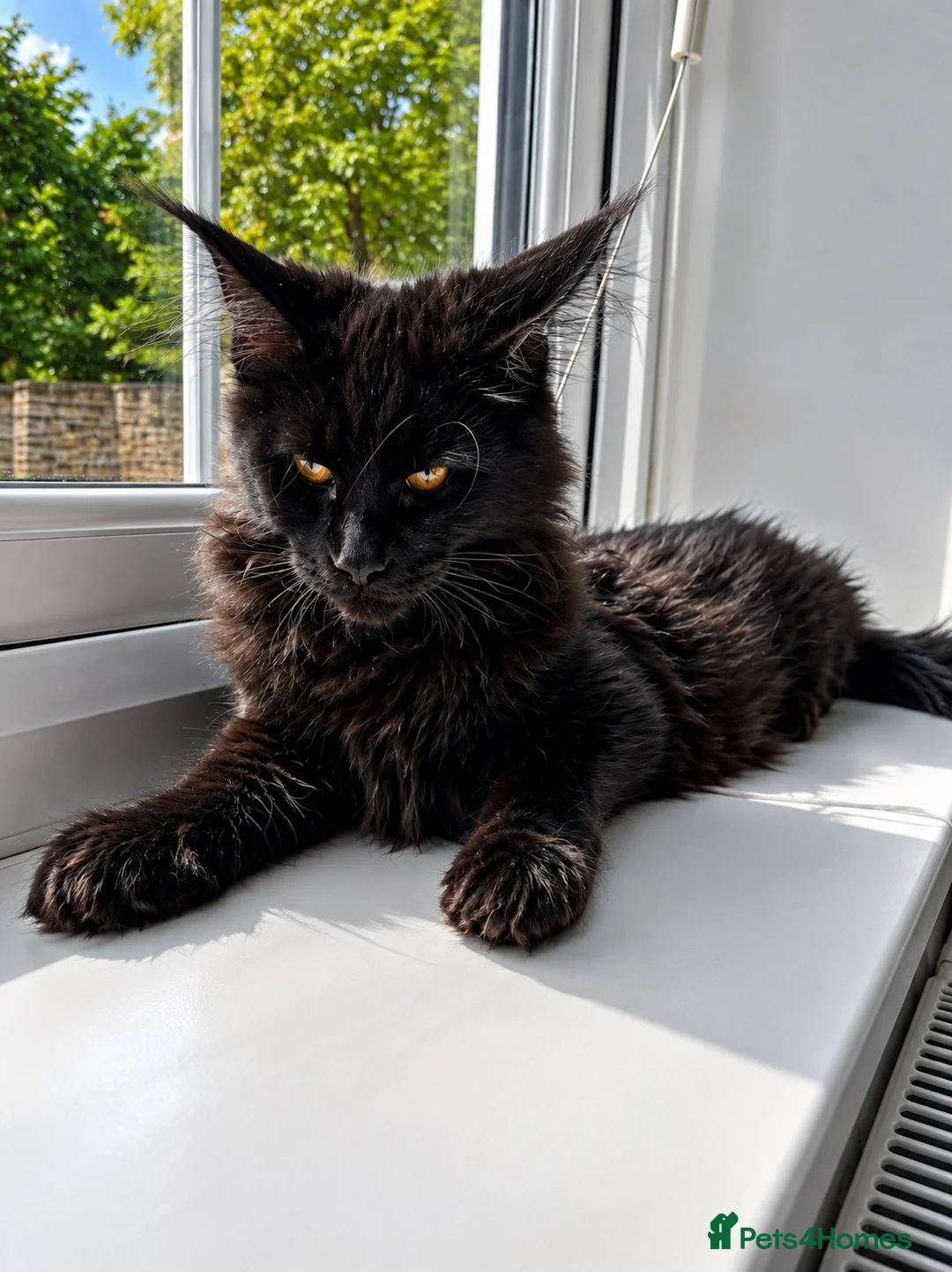 Maine Coon cats for sale: 2 girls remaining, stunning colours - Advert 1