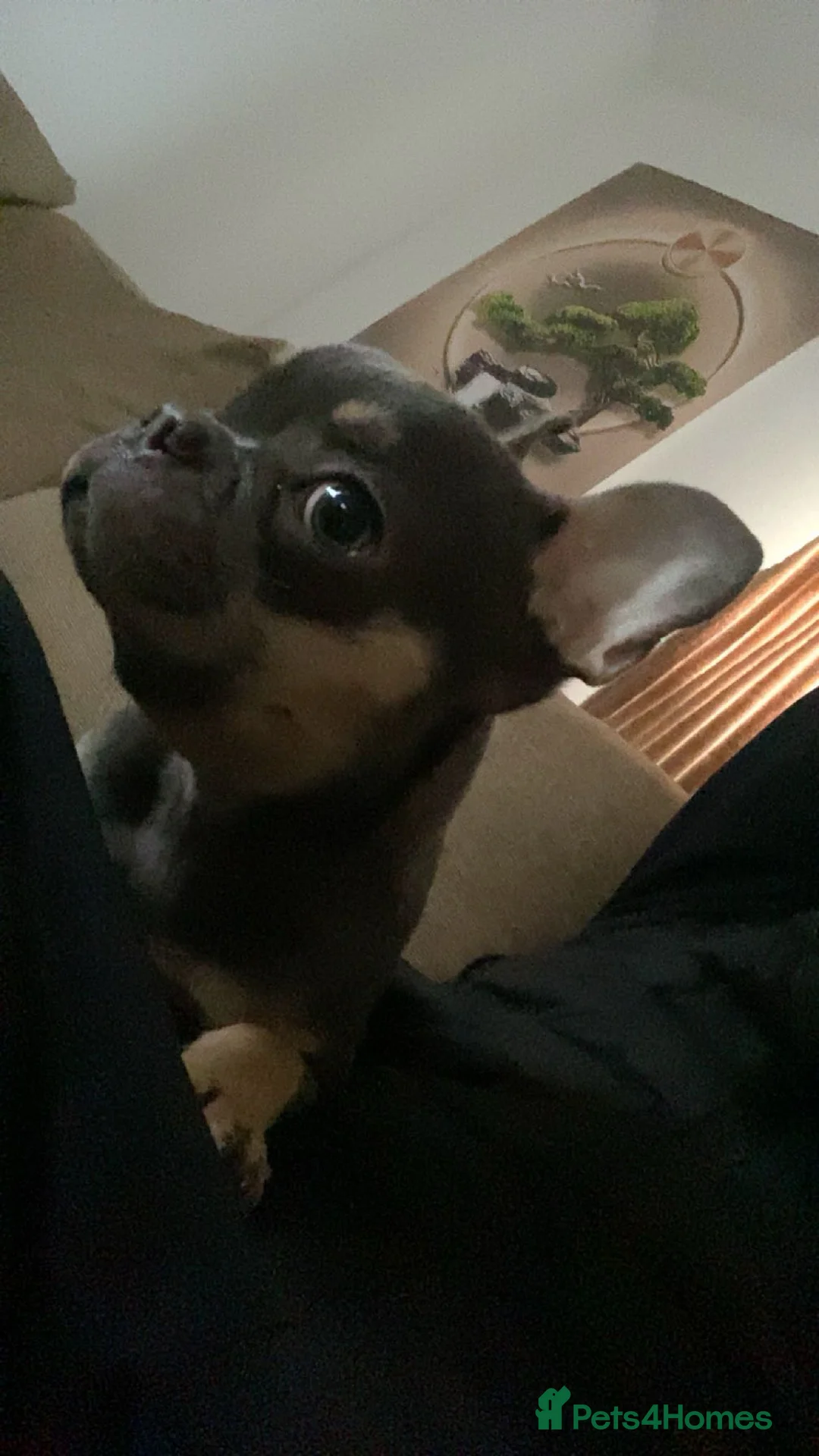 French Bulldog dogs for sale: French bulldog puppy (8 months old) - Advert 5