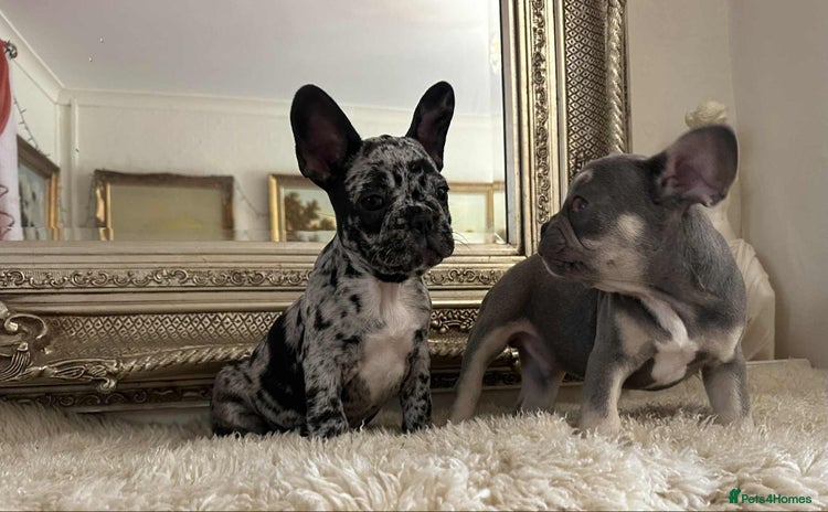French Bulldog dogs - Advert 2