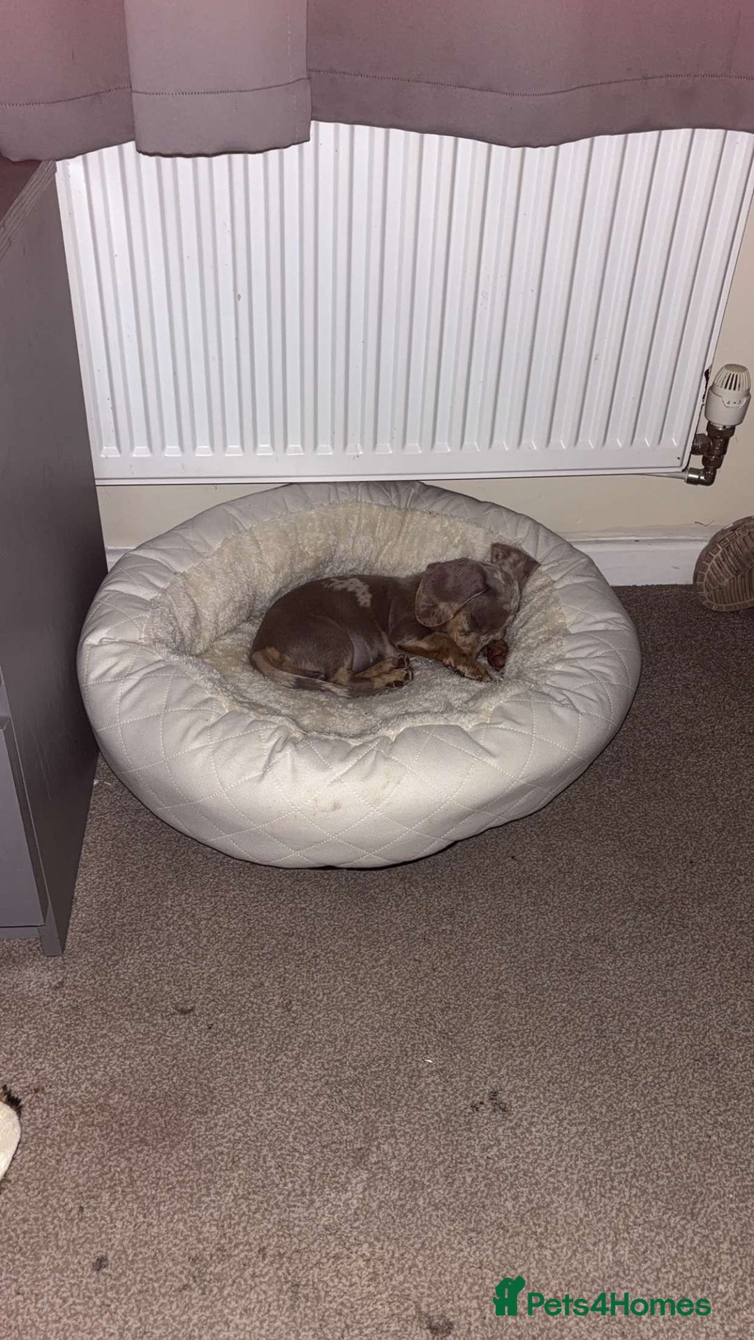 Miniature Dachshund dogs for sale: Female Dapple Miniature dachshund  (Dottie)  - Image 6