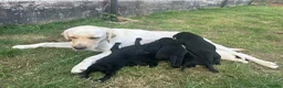 Labrador Retriever dogs for sale: Labrador Puppies - Advert 2