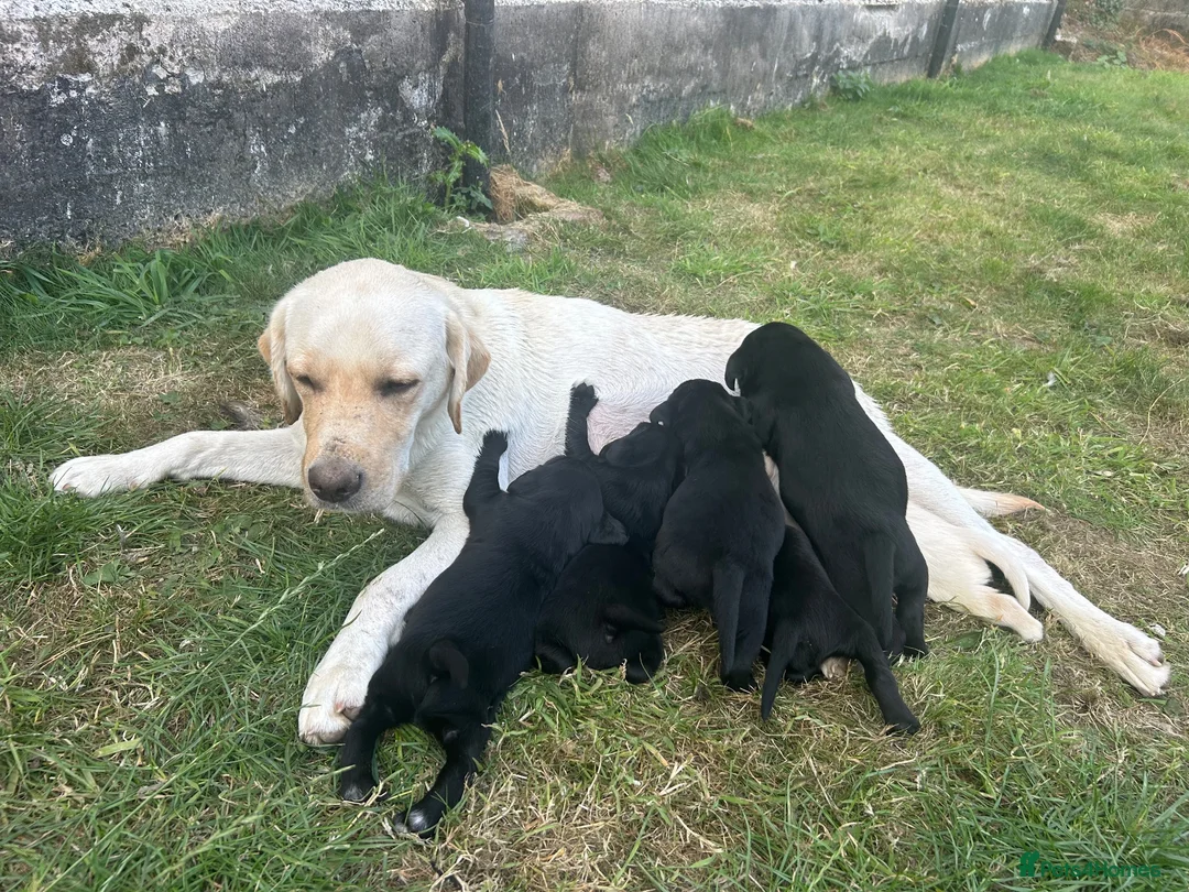 Labrador Retriever dogs for sale: Labrador Puppies - Advert 2