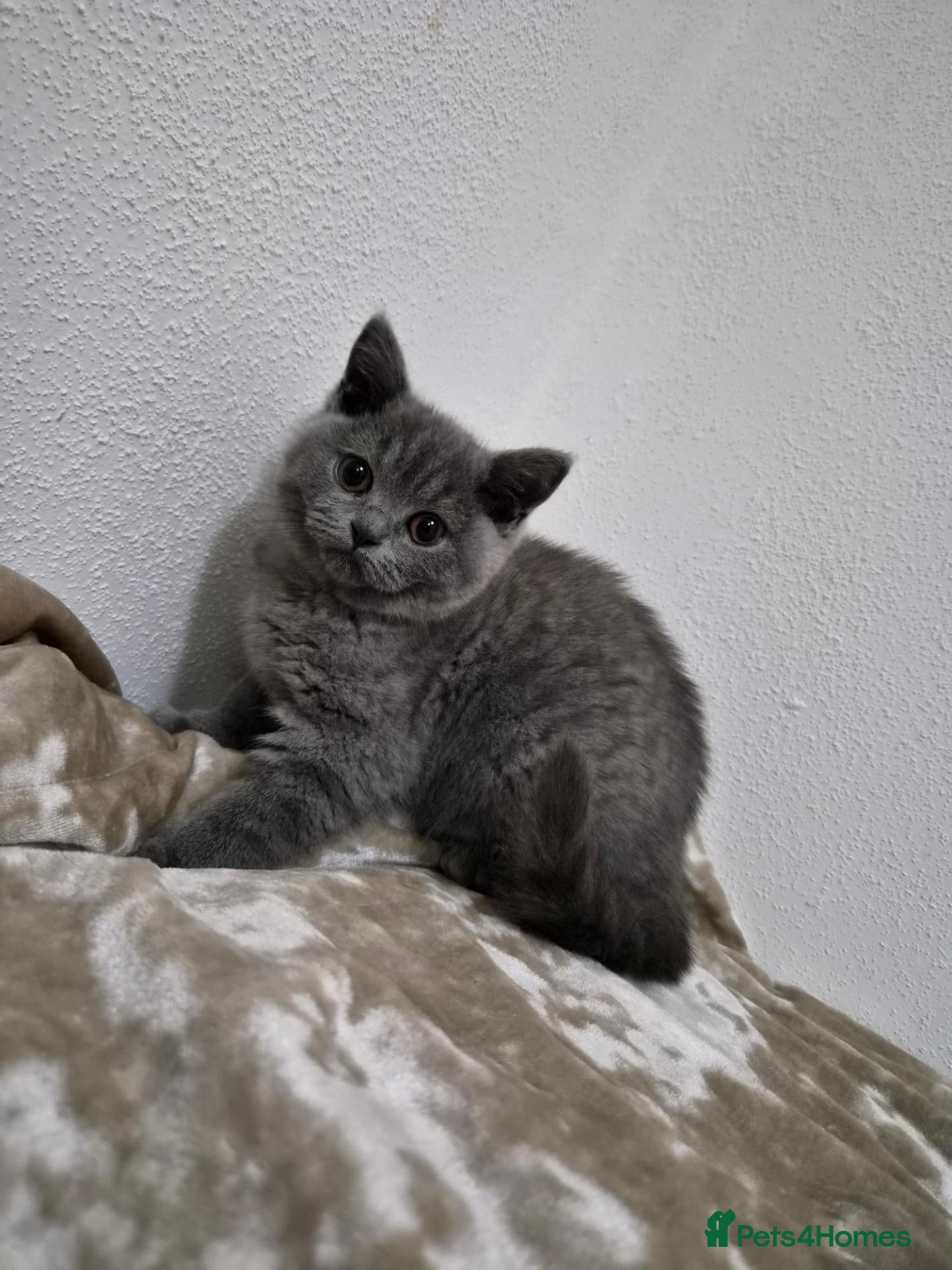British Shorthair cats British Shorthair Kittens  - Advert 7
