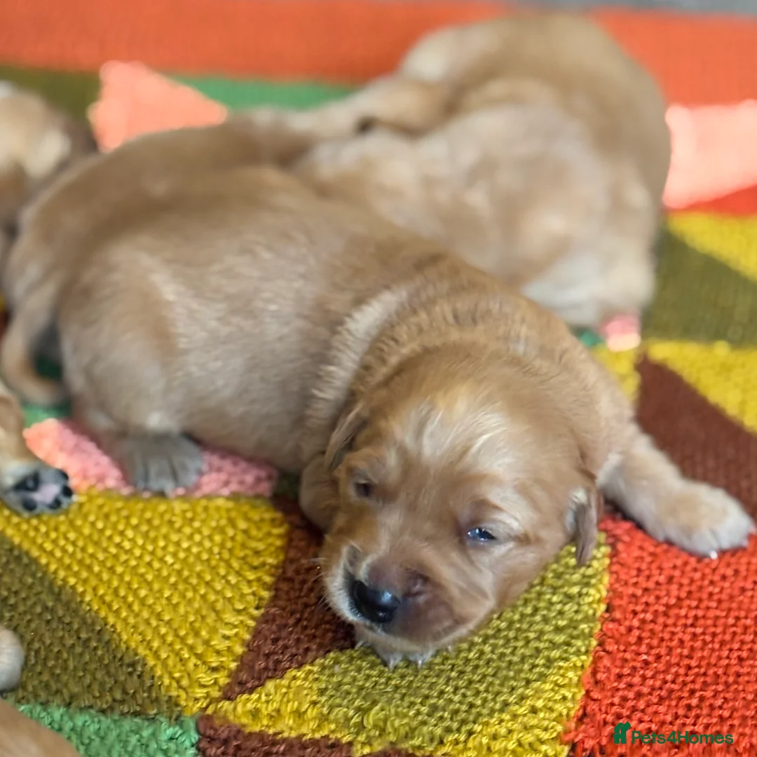 Golden Retriever dogs for sale: FOX RED PUPPIES Golden Retriever KC REG - Advert 27