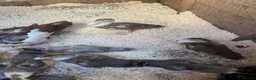 Ducks poultry for sale: Muscovy ducklings - Advert 2