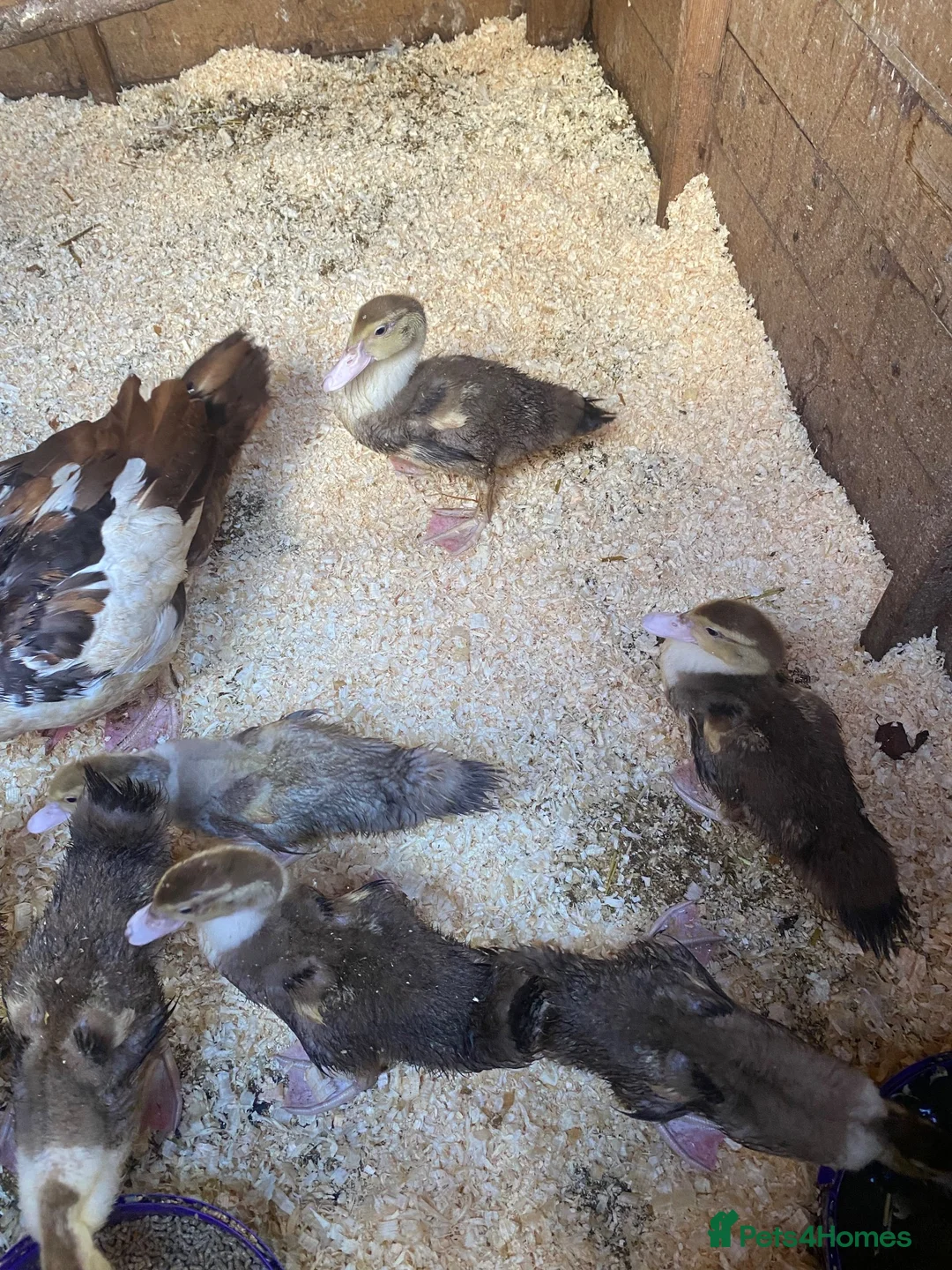 Ducks poultry for sale: Muscovy ducklings - Advert 2