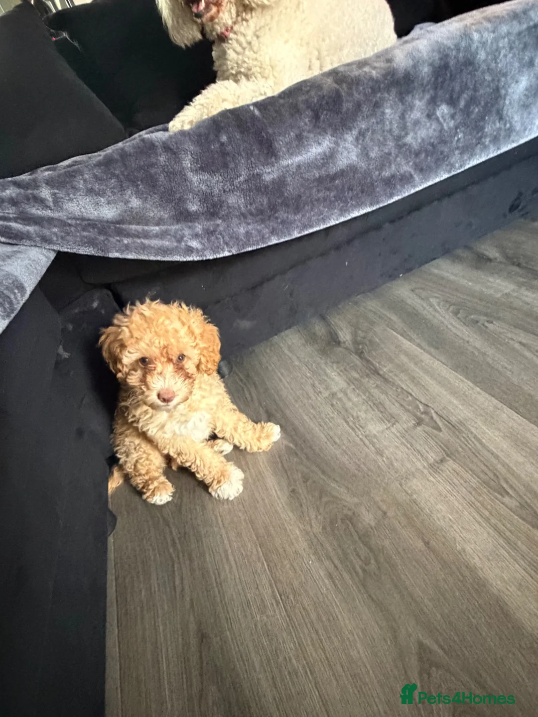 Mixed Breed dogs for sale: Toy/ miniature poodle  - Advert 2