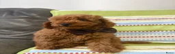Toy Poodle dogs for sale: BOY LEFT!!!KC REGISTERED toy poodle puppies - Advert 5